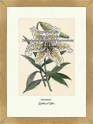 Goldband-Lilie Lilium auratum Bedecktsamer Zierpflanze Vilmorin A3 236