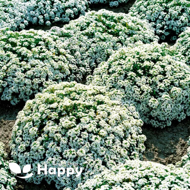 SWEET ALYSSUM WHITE SNOWCLOTH - 2000 seeds - Honey Fragrant - Lobularia maritima