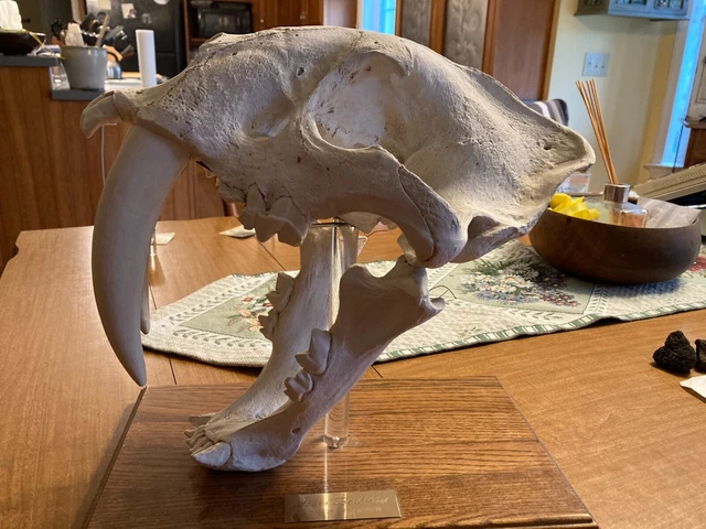 saber tooth tiger plaster cast