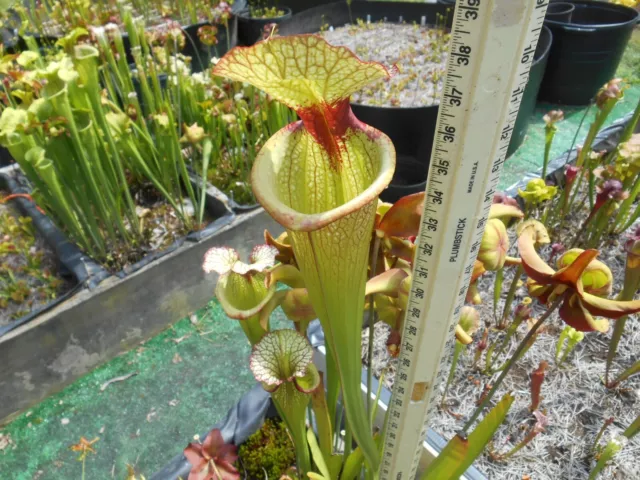 2023 seed cross LEAH WILKERSON X CAITRIN CLAIRE sarracenia carnivorous seeds