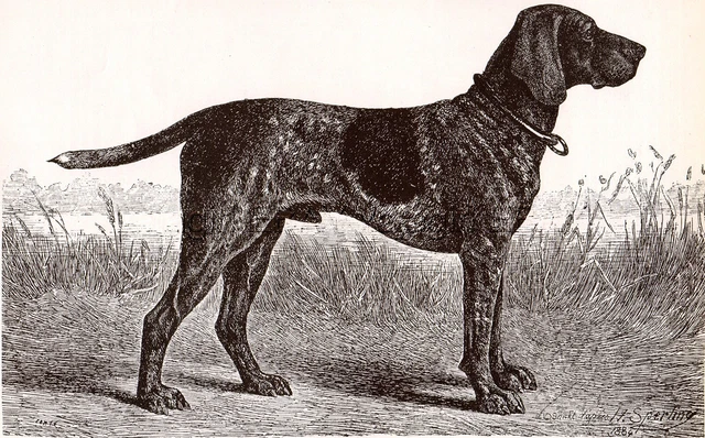 DOG German Shorthaired Pointer Sketch Portrait, Beautiful Art Print from 1930s
