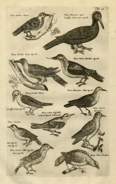 Antique Print-BLACK WOODPECKER-GOLDEN ORIOLE-GREAT SPOTTED-Jonston-Merian-1657