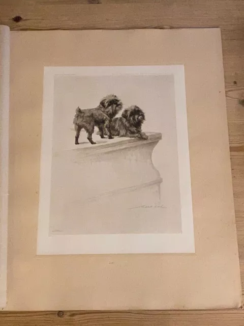 Large Antique Griffon Bruxellois Dog Picture Maud Earl 1903 Limited Edition Dogs