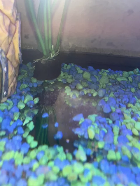 Convict Cichlid LIVE FISH Read Description