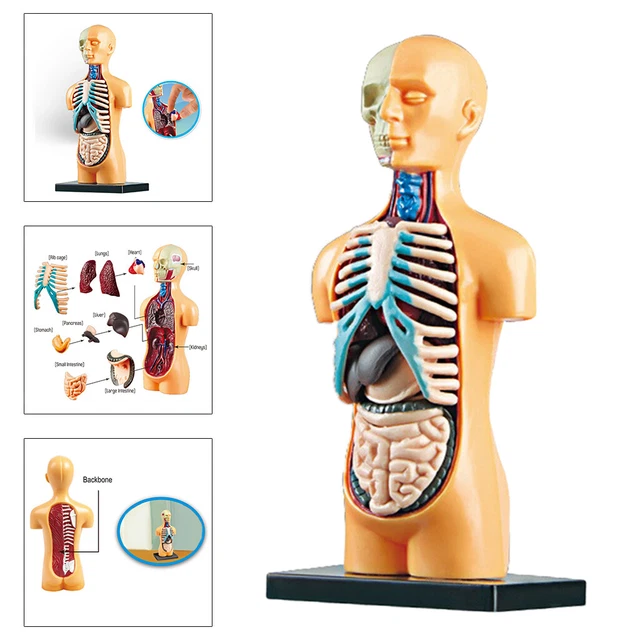 3D HUMAN BODY Torso Model Realistic Human Anatomy £13.62 - PicClick UK