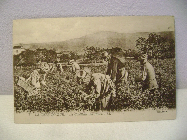 antique postcard LA COTE D AZUR LA CUEILLELETTE DES ROSES n°8 LL