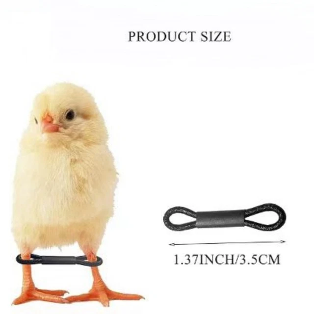 100PCS BABY CHICKEN Splay Leg Hobble Brace Adjustable Poultry Leg Bands ...
