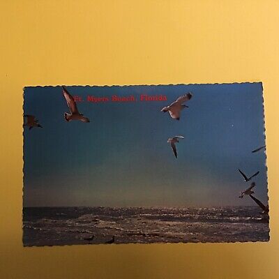 4" X 6" Fort Myers Beach Florida Lunchtime Seagulls Unposted Postcard