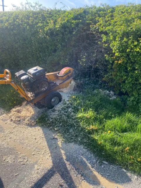 Stump Grinding and Removal Service