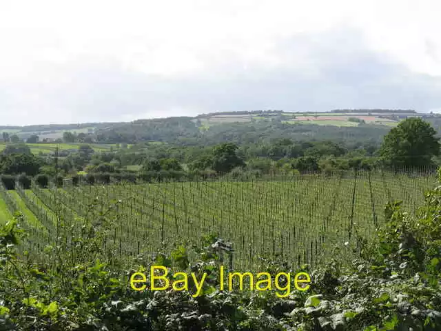 Photo 6x4 Hop field near Mainstone Court Munsley  c2008