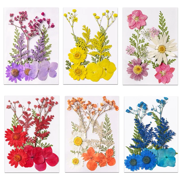 Real Pressed Flower Material Package Specimen of Plant for Natural Bookmarks FS2