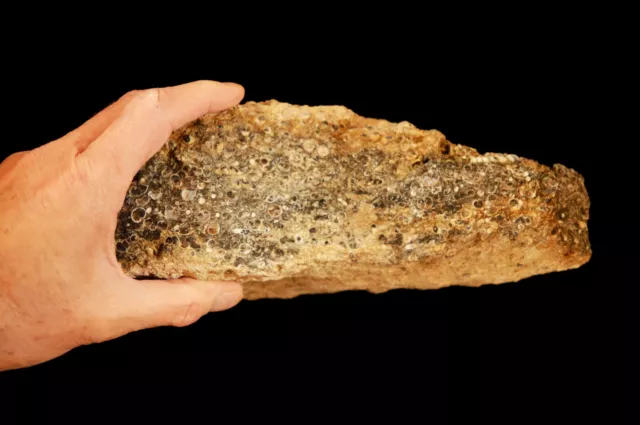TURRITELLA FOSSIL Agate 12" x 5" 12 Lb TOP Grade Lapidary Rough Rock Raw Mineral