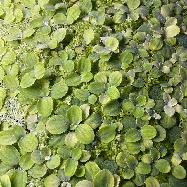 Dwarf Water Lettuce (Pistia Stratiotes) Floating Aquarium Plant - 10 Plants