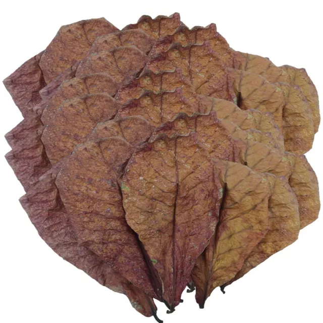 Leaf Aquarium Catappa 50Pcs Betta Care Almond Shrimp Leaves Indian Fish Ketapang