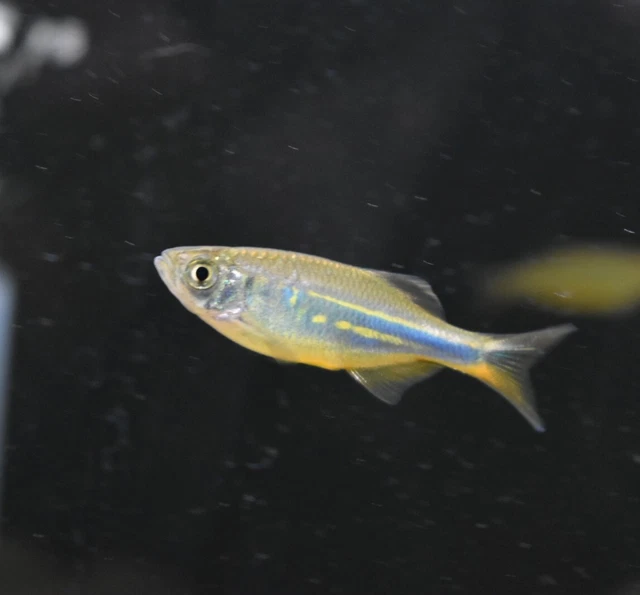 Live Giant Danio (Pack of 2 Freshwater Aquarium Fish) *PLS READ DESCR* 2