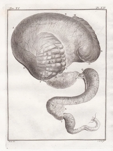 ANATOMIE DROMADAIRE GRAVURE Buffon 1780 EUR 11 38 PicClick FR anatomie-dromadaire-gravure-buffon-1780-eur-11-38-picclick-fr