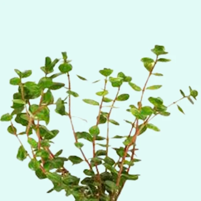 BUY 2 GET 1 FREE Assorted Mixed Plant Bunch Live Aquarium Plants