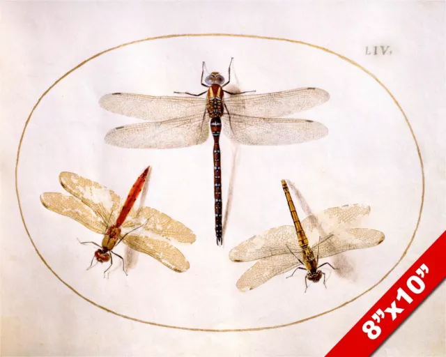 Dragon Fly Illustration Insect Watercolor Painting Art Real Canvas Giclee Print