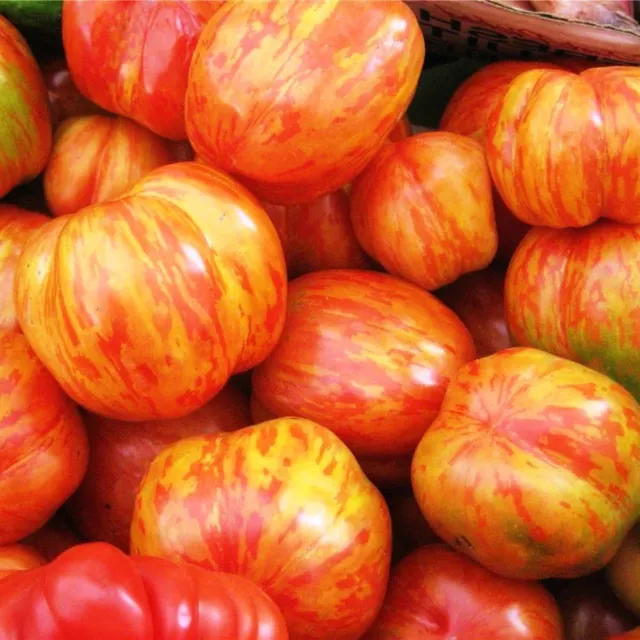 Tomato Tigerella 100 seeds ORGANIC / NON GMO