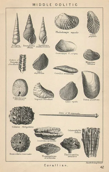 BRITISH FOSSILS. Middle Oolitic - Corallian. STANFORD 1907 old antique print