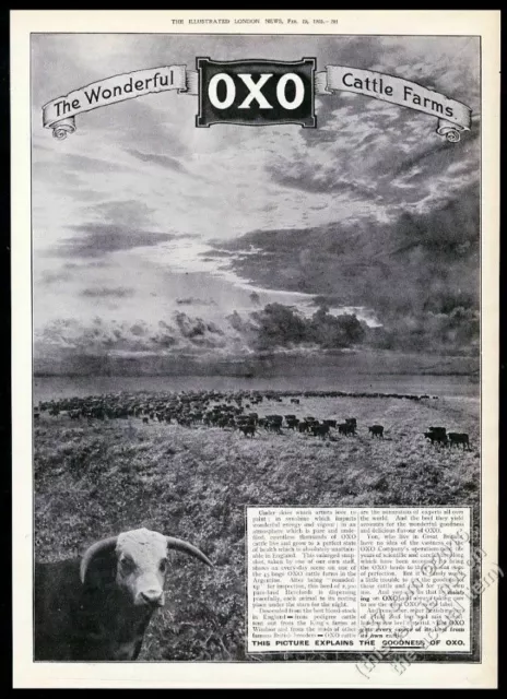 1910 Hereford cow bull cattle herd photo OXO beef food BIG UK vintage print ad