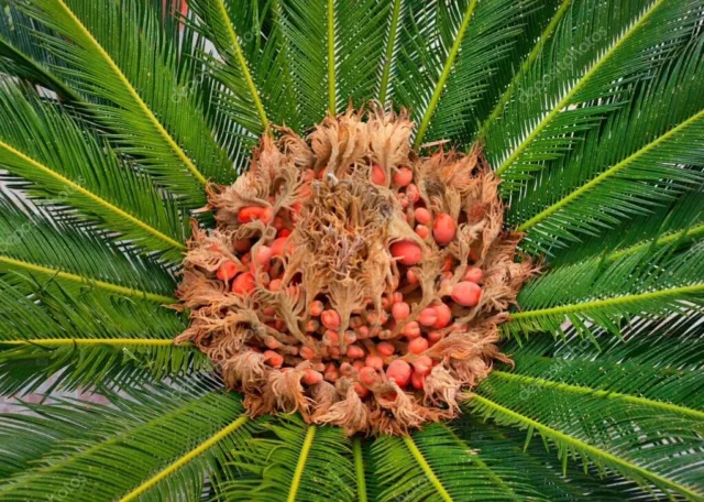 10 Semi Cycas Revoluta Gigante- KingSago Palm 2022