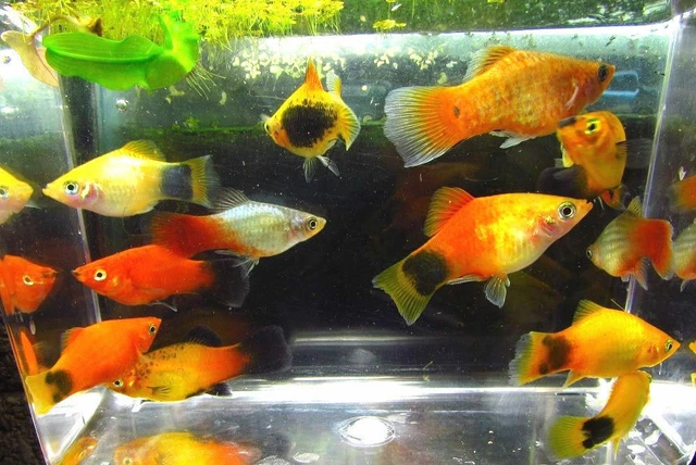 Assorted Colorful Platy LIVE FISH Read Description