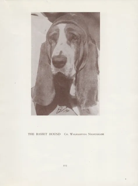 Basset Hound Head Study Old Vintage 1934 Named Champion Dog Print Page