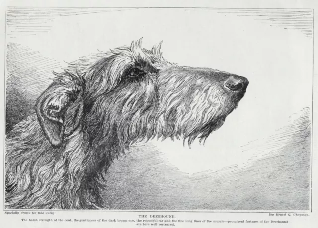 Scottish Deerhound "Sketch" - 1934 Vintage Dog Art "Photo" Print - CUSTOM MATTED