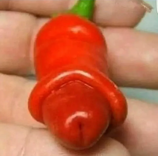 Penis Chilli Seeds Peter Pepper Willy Chillies Seeds Uk Seller