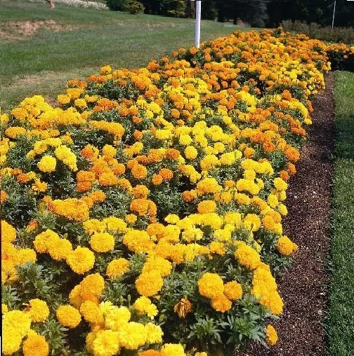 Flower - African Marigold - Crackerjack  - 250 Seeds