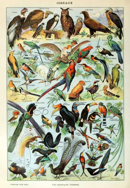 Vintage Adolphe Millot Bird Print, Oiseaux Natural History Wall Art Poster
