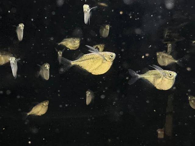 Silver Hatchet Fish  (10 Pack) - Live Tropical Freshwater Aquarium Fish 2