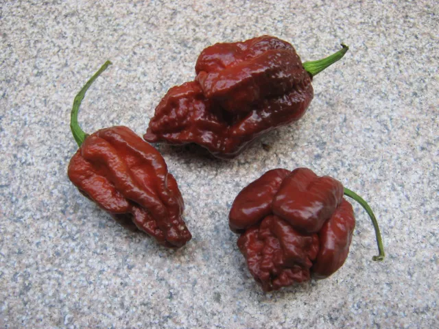 Brazilian Ghost Pepper 5 Samen Chili Chilisamen