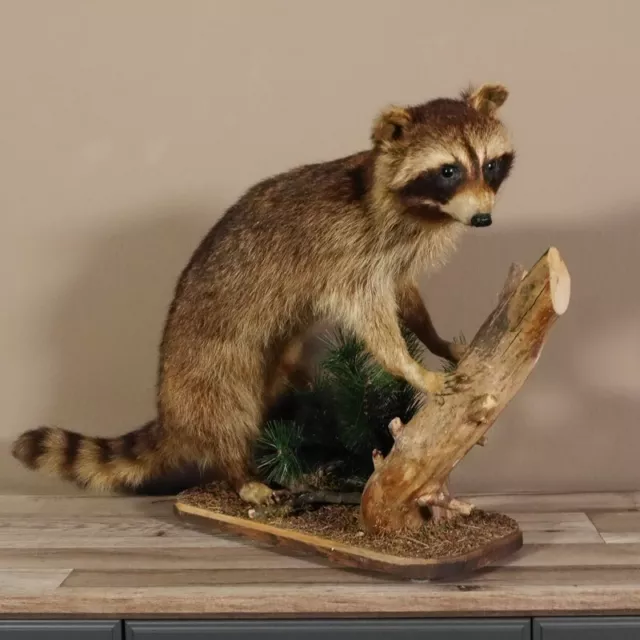 Lavable Preparado En Podio Suelo Del Bosque Ancho 70 CM Taxidermy