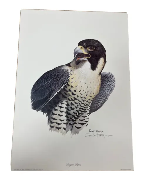 Ray Harm Limited Edition Hand Signed Print "Peregrine Falcon” (Portrait Numbered