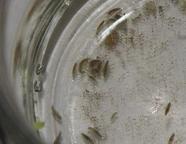 Live Food - Freshwater Scuds/ Gammarus/ Amphipods