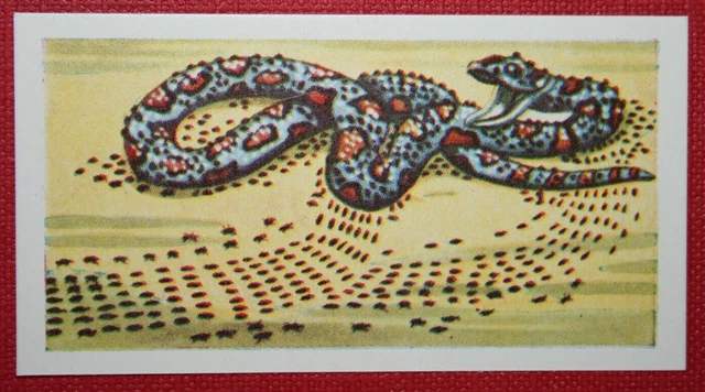 BLACK DRIVER ANTS ATTACKING  SNAKE   Vintage 1960's Card  QC26