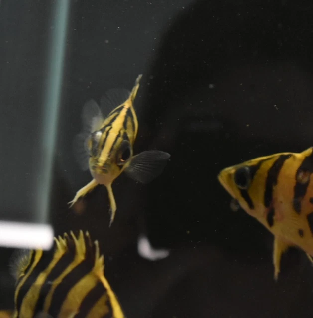 Live Indonesian Tiger Datnoid (4" Freshwater Aquarium Fish) *PLS READ DESCR* 5