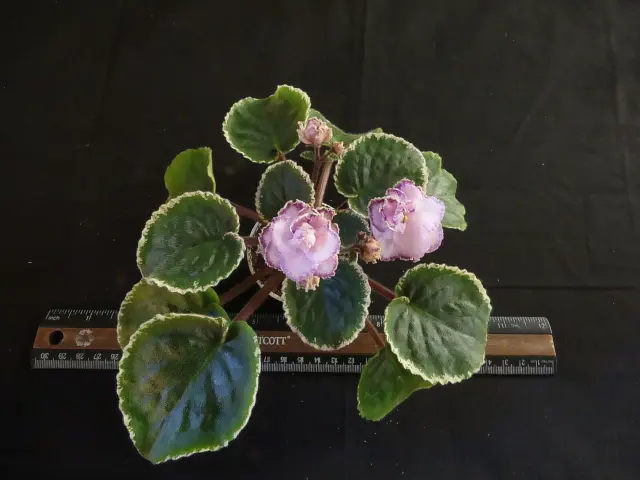 African Violet Plant "Cajun's Just One Kiss"