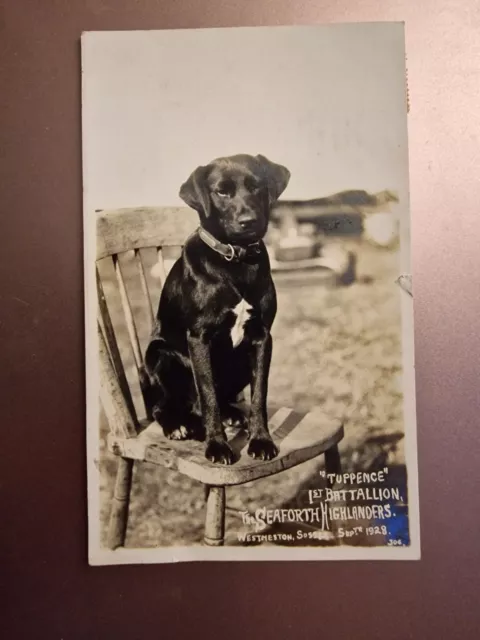 "TUPPENCE", REGIMENTAL DOG 1st BATTALION, THE SEAFORTH HIGHLANDERS,  RP POSTCARD