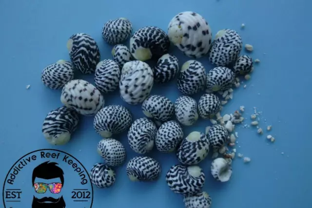 40x Caribbean Nerite Snail Slime/Algae/Cyano Live Clean Up Crew Saltwater