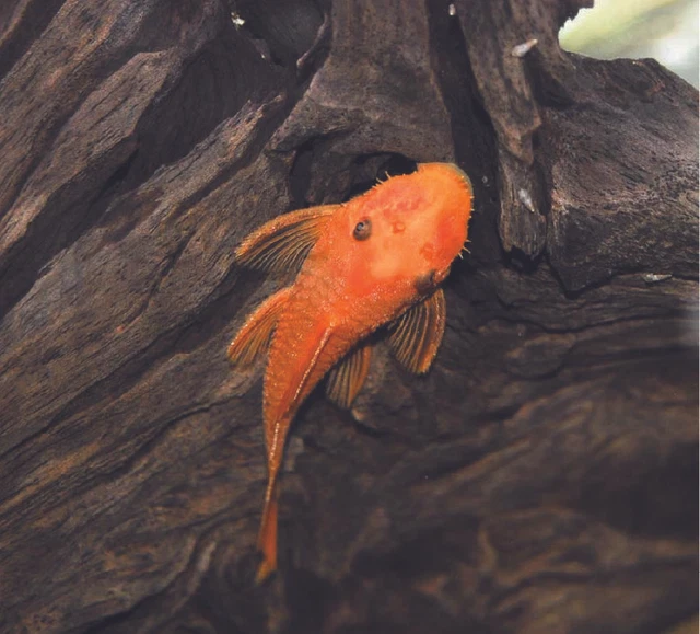 3"+ FEMALE - SUPER RED Bristlenose Pleco | Ancistrus sp. | USA Tank Bred 2