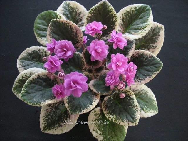 African Violet Plant "Cajun's Hot Expectations"