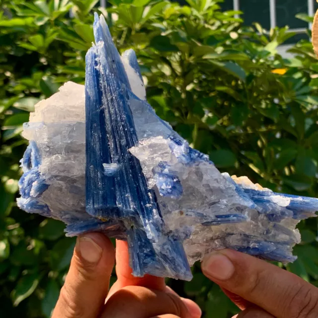 1.39LB Rare!! Natural beautiful Blue KYANITE with Quartz Crystal Specimen Rough