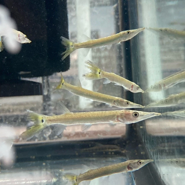 1 Live Juvenile Hujeta Gar Premium Freshwater Tropical Fish High Quality Grade A