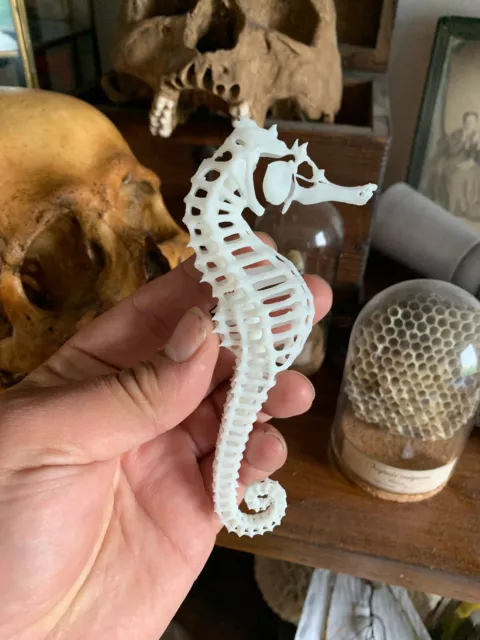 Cabinet Of Curiosities Skeleton Seahorse Skeleton Resin