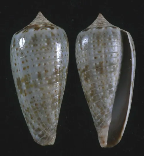 Formosa/SEASHELL/Conus cineveus 31.3mm