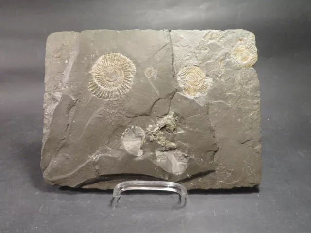 Versteinerung Fossil "4 Ammoniten in  Schieferplatte....", 160 Mio.J./ Holzmaden