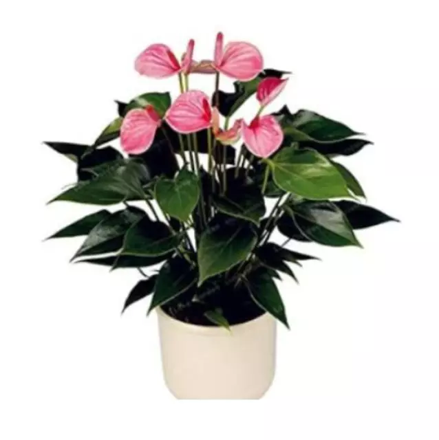 100PCS Semillas Anthurium Flores perennes de color rosa claro